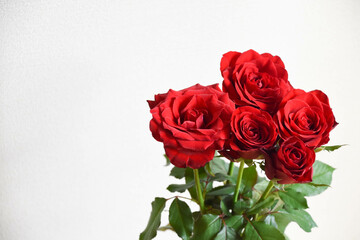 Fototapeta premium 赤い薔薇