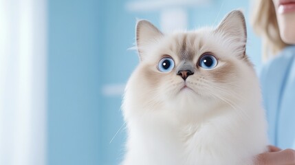 Fototapeta premium Beautiful Fluffy Cat With Stunning Blue Eyes.