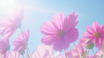 Fototapeta premium Pink Cosmos Flowers Blooming Against Clear Blue Sky in Summer
