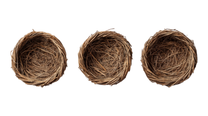 Three bird nests made of twigs and straw in a row on transparent background