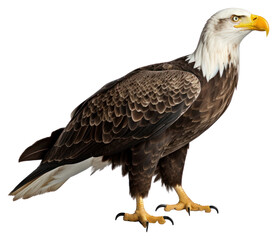 Obraz premium PNG Animal beak bird wildlife.