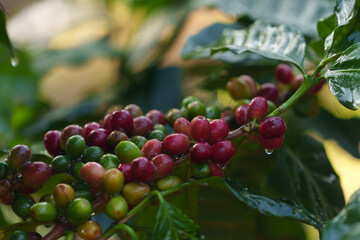 Coffee beans borne on trees in farms and gardens, raw coffee beans in the growing season and drops of water in the morning..