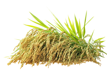 Close-up of ripe, golden rice stalks, showcasing the grains and leaves. Perfect for agricultural, culinary, or cultural projects
