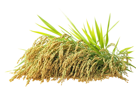 Close-up of ripe, golden rice stalks, showcasing the grains and leaves. Perfect for agricultural, culinary, or cultural projects