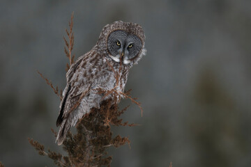 great horned owl