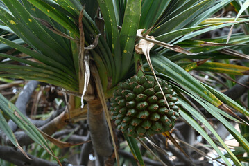 Fruit du vacoa pandanus sur une branche en gros plan