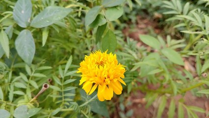 Zendu Flowers in Full Glory. Yellow marigold flower. Marigold (Tagetes) The Golden Charm of Nature. Lush Marigold Plants with Green Leaves. Beautiful yellow flower plant for background picture