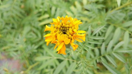 Zendu Flowers in Full Glory. Yellow marigold flower. Marigold (Tagetes) The Golden Charm of Nature. Lush Marigold Plants with Green Leaves. Beautiful yellow flower plant for background picture