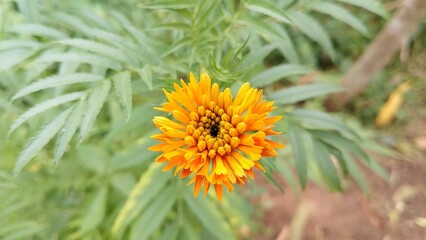 Zendu Flowers in Full Glory. Yellow marigold flower. Marigold (Tagetes) The Golden Charm of Nature. Lush Marigold Plants with Green Leaves. Beautiful yellow flower plant for background picture
