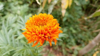Zendu Flowers in Full Glory. Yellow marigold flower. Marigold (Tagetes) The Golden Charm of Nature. Lush Marigold Plants with Green Leaves. Beautiful yellow flower plant for background picture