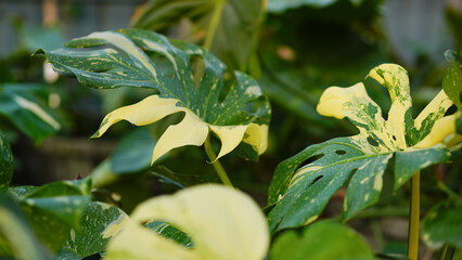 Close-up of Monstera Thai constellation, Monstera with green and yellow leafs, rare tropical plant