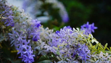 Sandpaper Vine Purple Wreath flower bunch purple bouquet of five petals like a five pointed petal blooming in garden on blurred of nature background