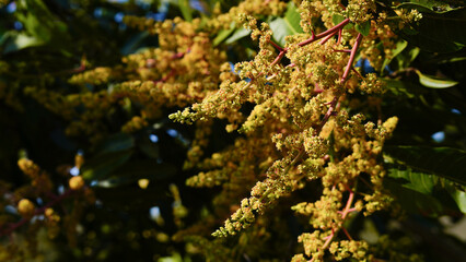 Mango flowers in the garden. Close-up. Selective focus.	