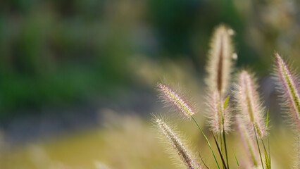 Close up of grass flower in the field with soft focus background.