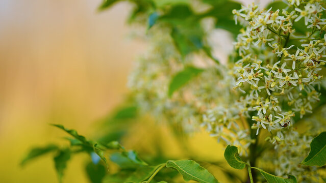 A cluster of Small white fragrant flowers of Indian Lilac (Neem) tree. Azadirachta indica. Maliaceae (Mahogany) family.	 - Powered by Adobe