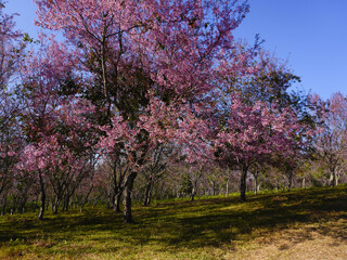 Wild Himalayan Cherry, Prunus cerasoides, Sakura in Thailand	