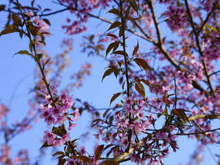 Wild Himalayan Cherry, Prunus cerasoides, Sakura in Thailand	