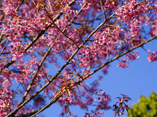 Wild Himalayan Cherry, Prunus cerasoides, Sakura in Thailand	