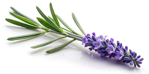 Fototapeta premium Lavender Sprig, Isolated White Background: High-Resolution Botanical Photography