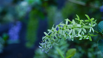 Sandpaper Vine Purple Wreath flower bunch purple bouquet of five petals like a five pointed petal blooming in garden on blurred of nature background