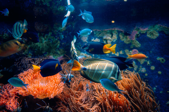 A vibrant underwater scene featuring colorful tropical fish swimming among coral reefs. The deep blue water and diverse marine life create a mesmerizing and dynamic ocean environment.