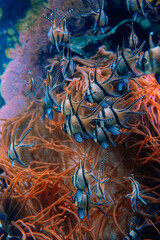 A mesmerizing underwater scene featuring a school of Banggai cardinalfish swimming among vibrant coral reefs. Their striped pattern and delicate fins create a stunning marine display.
