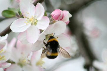 A spring guest. A tender moment of apple blossom when a fluffy bumblebee lands on its white and pink petals.