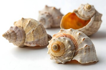 A close-up of several sea snail shells (whelk shells) arranged on a clean, white background. The shells have a rough, textured surface with natural shades of beige, brown, and orange