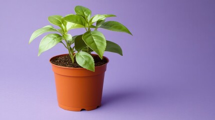 Fototapeta premium A small potted tea plant with fresh leaves placed on a soft lavender background