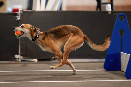 Dog flyball sports