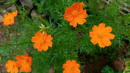 The flowers of the cosmos are yellow, which are in bloom © Ahmad