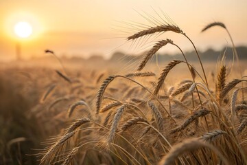 A close-up, golden-hour image of a wheat field, with a focus on the texture of the wheat and a bright, hazy light source in the background.