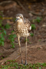 Langschwanztriel Burhinus grallarius in Queensland Australien.
