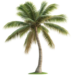 Obraz premium Untitled design - Isolated palm tree on a transparent background