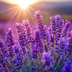 Fototapeta premium Sunset Lavender Field Bloom (1)
