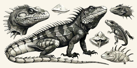 Vintage Scientific Illustration – Detailed Iguana Anatomy with Fossils and High Contrast Ink Drawing © Najmul Design Hub