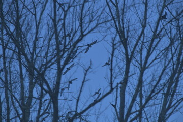 Mysterious Birds, Early Evening Late Winter, Central Massachusetts