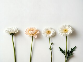 Obraz premium spring. flowers against a white background, copy space