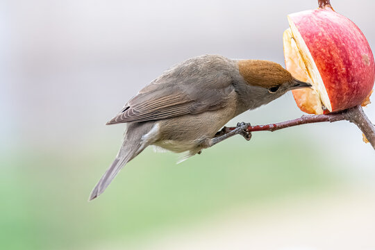 Una capinera (Sylvia atricapilla) mangia la polpa di una mela posta sul ramo di un albero.