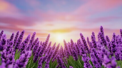Vibrant Purple Lavender Field at Sunset, Soft Light and Calm Atmosphere