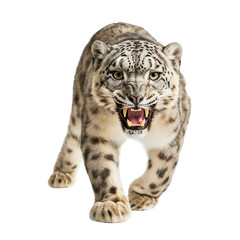 Obraz premium Aggressive Snow Leopard in Fierce Stance isolated on white or transparent background, png. Easy to place on any other background