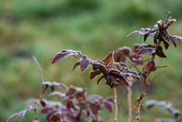 Frozen plants in the garden in winter. Natural winter landscape.