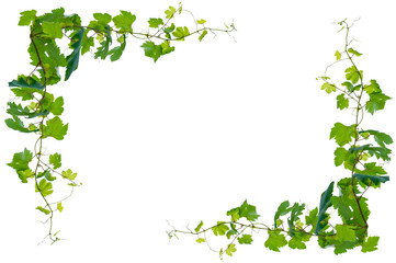 vine frame leaf vine circle Isolate on transparent background PNG file