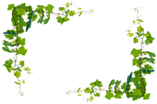 vine frame leaf vine circle Isolate on transparent background PNG file