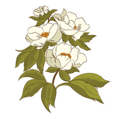 White jasmine flower vector illustration