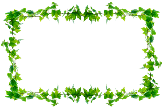 vine frame leaf vine circle Isolate on transparent background PNG file