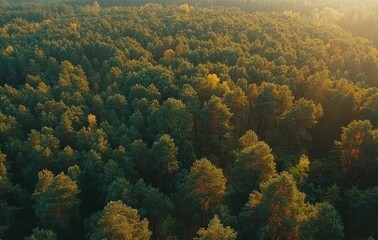 Obraz premium Aerial View of Dense Green Forest During Golden Hour with Sunlight Filtering Through Pine Trees in Autumn