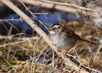 One White-throated Sparrow perched on a small branch