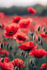 Obraz premium Vibrant Red Poppy Flowers in Bloom – Spring and Summer Nature Concept