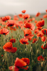 Fototapeta premium Vibrant Red Poppy Flowers in Bloom – Spring and Summer Nature Concept